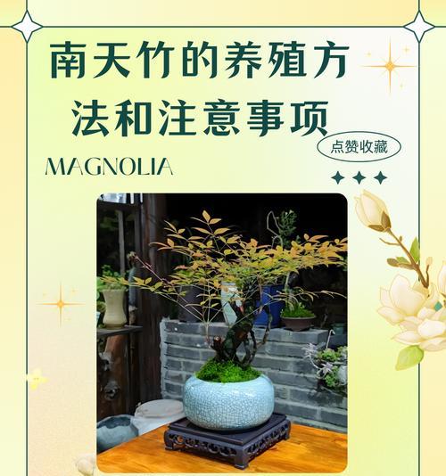 南天竹生桩的种植技巧与注意事项（掌握南天竹生桩的关键，快速掌握种植技巧）