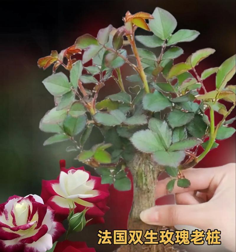 如何剪枝盆栽玫瑰花枝（盆栽玫瑰花枝剪枝技巧与注意事项）