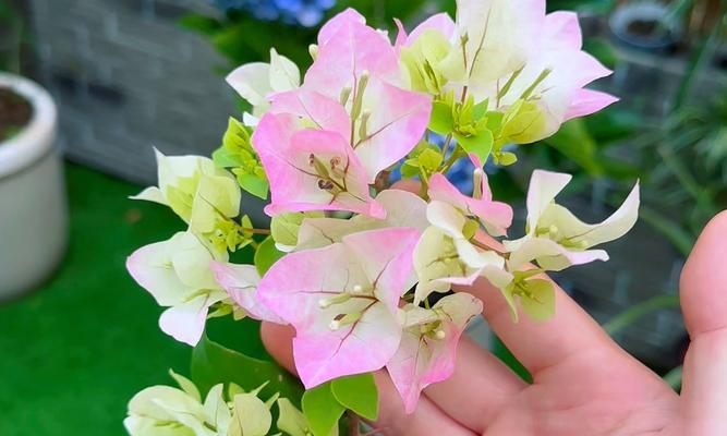 探究三角梅花未开而掉落的原因（失去鲜花，寻找答案）