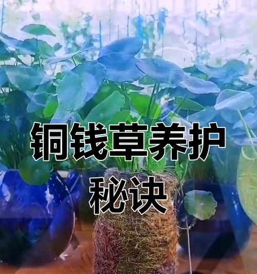 如何正确养护同钱草（快速了解同钱草的生长要求与护理技巧）