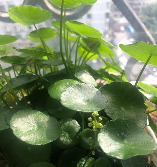 铜钱草常开花的原因与解决办法（解析铜钱草为何频繁开花的关键因素及相应调控措施）