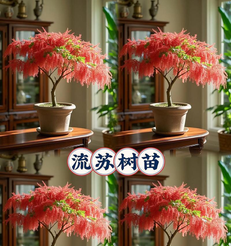 流苏怎样养才能茂盛生长？（打造迷人的流苏花园，关键在于正确养护方法）