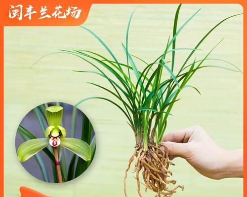 寒兰花杆不直的原因及解决方法（寒兰花杆不直的症状、原因分析与修复技巧）