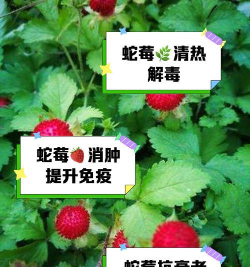 蛇豆的功效与作用及食用方法（了解蛇豆，远离疾病）