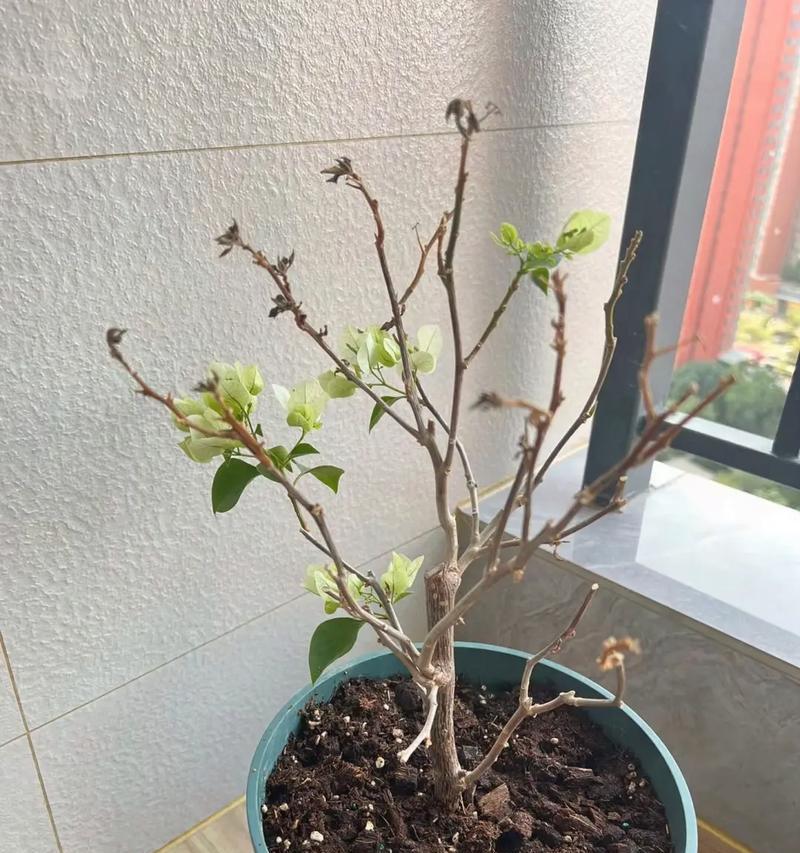 花卉叶子蔫了怎么办？（教你恢复花卉叶子的方法）