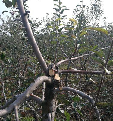 苹果叶子的利用价值及制作方法（探索苹果叶子的神奇功能，打造绿色生活新选择）