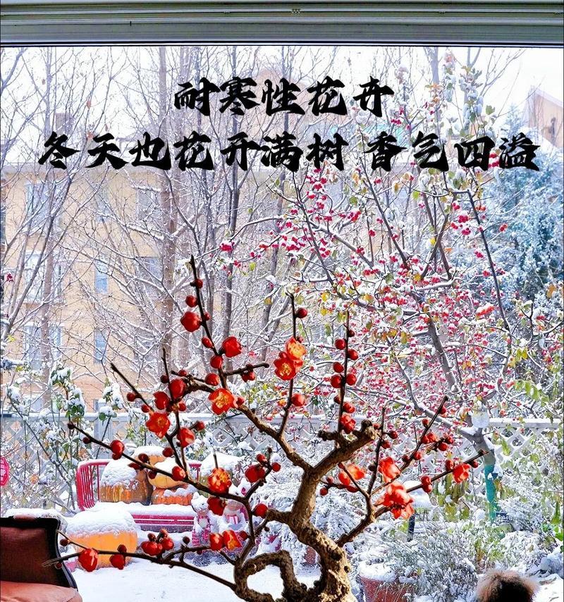 梅花冬季养护（寒冬里的梅花保养秘诀）