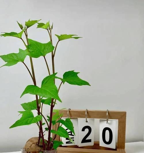 以地瓜花怎么催芽？（掌握这些关键步骤，让地瓜花迅速催芽）