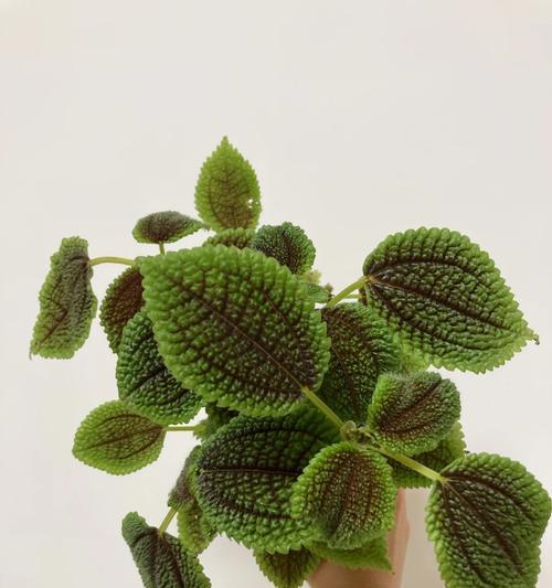 探秘皱叶冷水花的养殖技巧（了解皱叶冷水花的特点与养护要点，让你的花园更美丽）