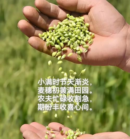 狂野之美（揭开老虎花语的神秘面纱）