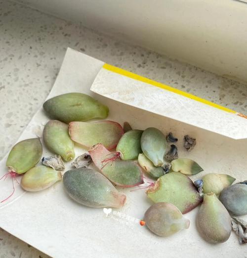 初恋之花（用爱滋养，初恋以插叶为启示的浪漫经历）