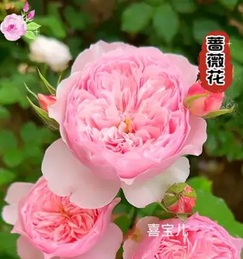 蔷薇开花时间及季节特点（四季芬芳，蔷薇依旧）