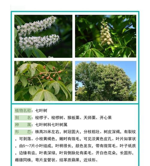 七叶树种植的技巧与养护方法（打造美丽生态，从种下七叶树苗开始）