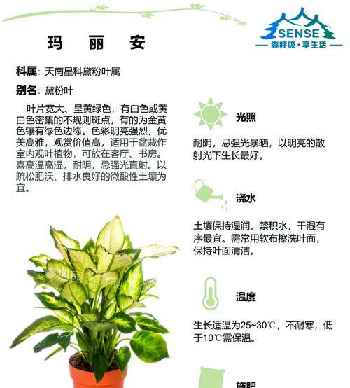 万年青斑点治疗秘籍（揭秘万年青斑点祛除方法，让您恢复青春容颜）
