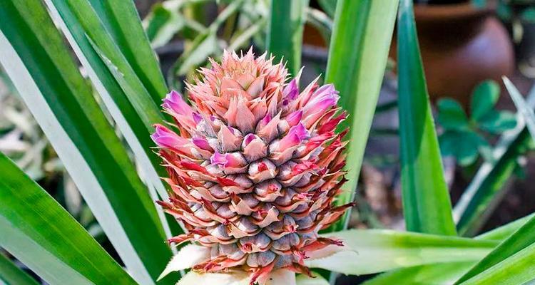 如何正确养殖菠萝花？（菠萝花养殖方法详解，让你轻松打造花坛中的明星）