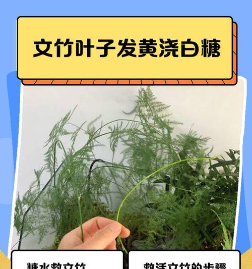 竹子叶子焦掉的原因及处理方法（探究竹子叶子焦掉的原因和提供有效的处理方法）
