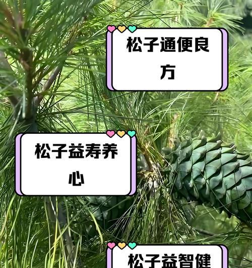 松子种植条件详解（适合什么地方种植？如何确保丰收？）