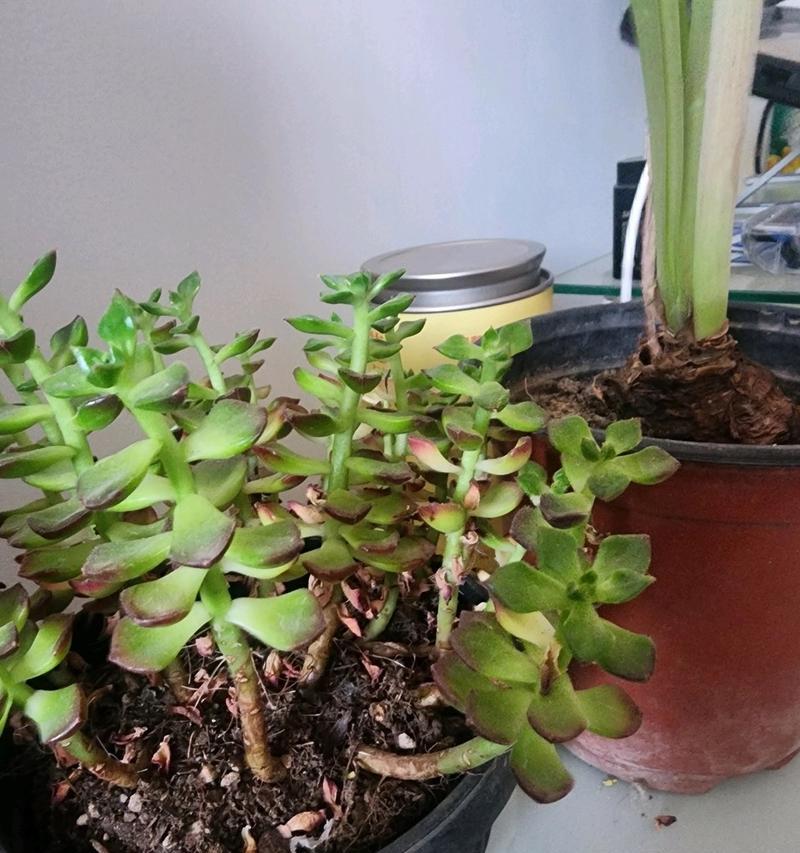 多肉植物蒂亚碰伤怎么办？（教你急救和防范蒂亚碰伤的方法）