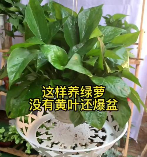 以土养绿萝的科学施肥方法（绿萝施肥，养护有妙招）