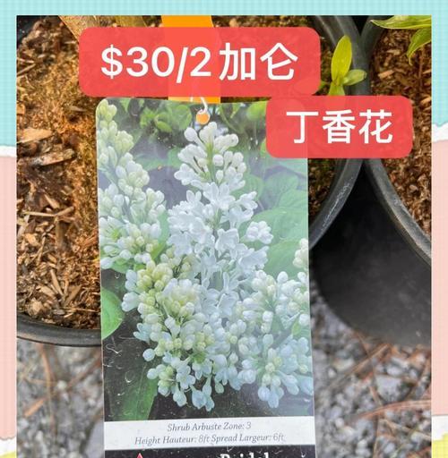丁香话怎么种——打造美丽花坛的秘诀（掌握种植技巧，让丁香绽放绚丽芬芳）