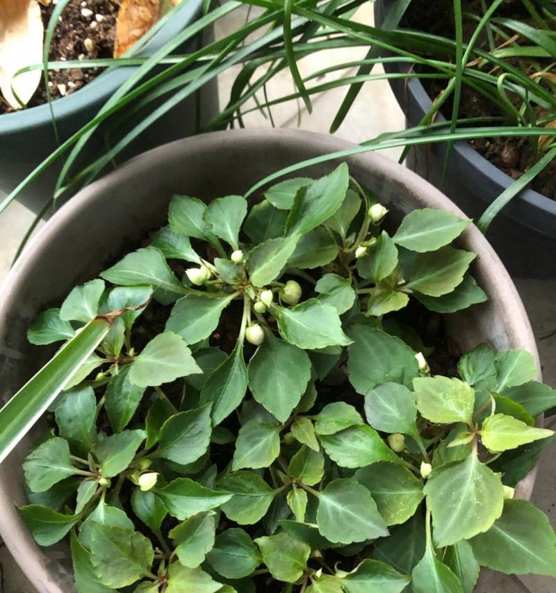 重瓣凤仙花叶子发黄的原因及处理方法（探究重瓣凤仙花叶子发黄背后的问题及解决方案）
