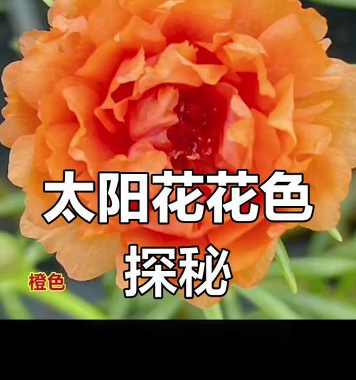 红色、黄色、橙色、白色……你见过几种太阳花？（红色、黄色、橙色、白色……你见过几种太阳花？）
