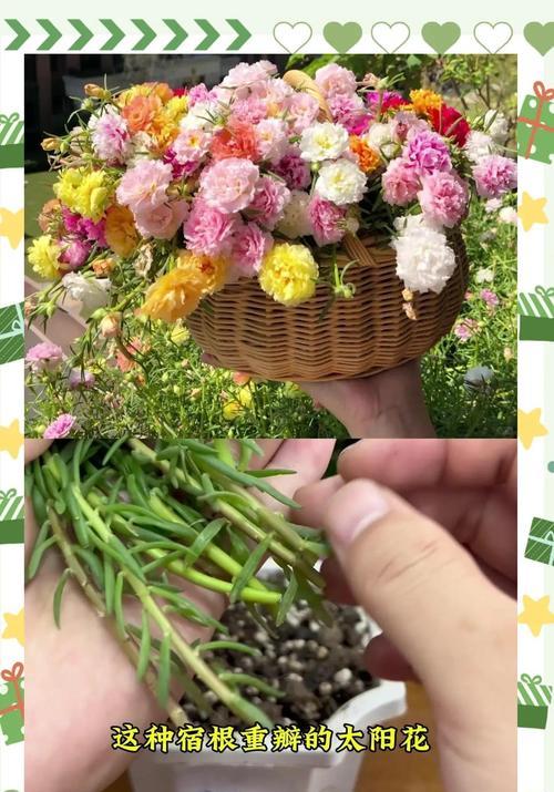 以太阳花养护全攻略（如何给以太阳花提供营养与关爱）