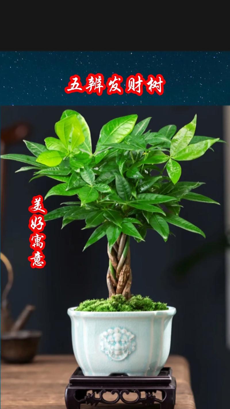 以发财树为主题的编辫子艺术之美（传承发财树的繁荣与吉祥）