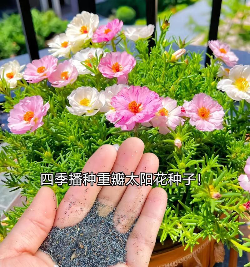 向日葵花的特点及挑选方法（了解向日葵花的生长习性，选择健康的品种）