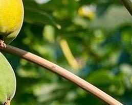 木瓜的繁殖技巧与方法（掌握木瓜繁殖，轻松种植丰硕果实）
