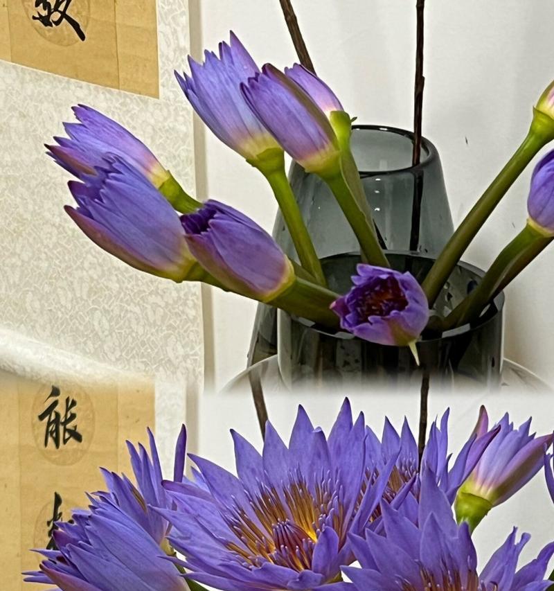 睡莲开花后的养护方法（如何让睡莲长得更茂盛）