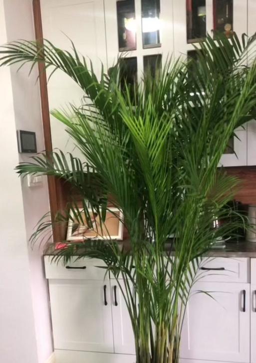 以散尾葵怎么修剪？（掌握散尾葵修剪的技巧）