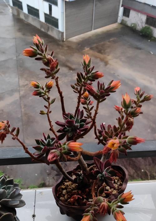 多肉植物修枝的技巧与方法（打造健康多肉植物的秘诀）
