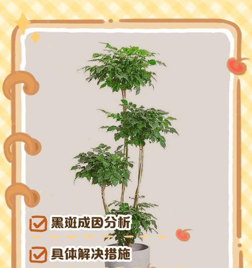 揭秘幸福树秋季换盆掉叶的原因（幸福树换盆掉叶）