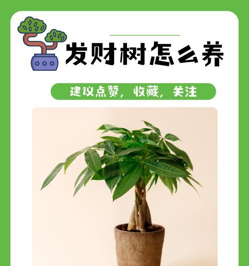 发财树如何养才能变粗？（养护技巧与关键要素揭秘）