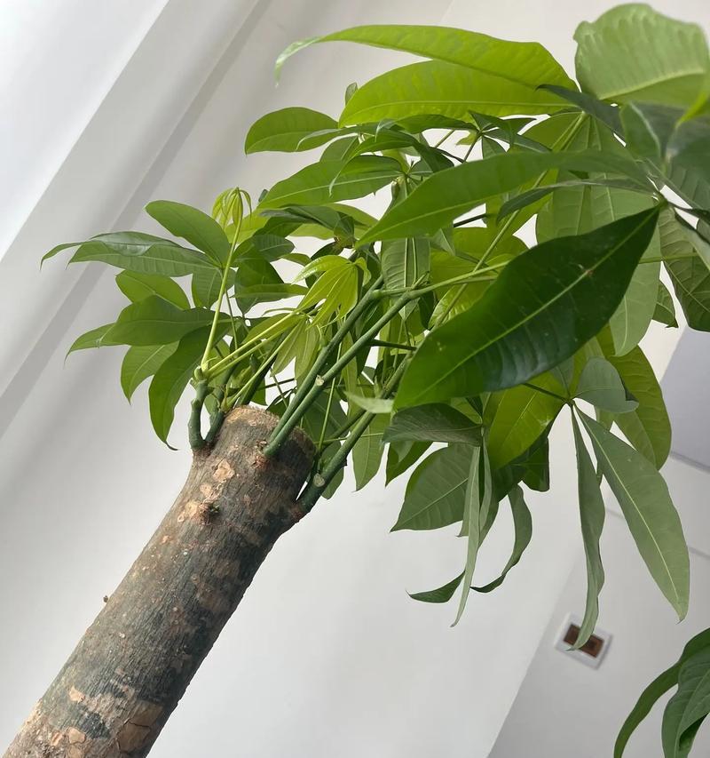 发财树剪主干的技巧（如何正确剪剪主干，让发财树更茂盛）