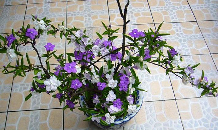 夏季双色茉莉的养护技巧（打造优美花园的关键——夏季双色茉莉）