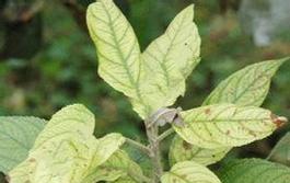 苹果树叶黄叶治疗方法（探究苹果树叶黄叶的原因与有效治疗方法）