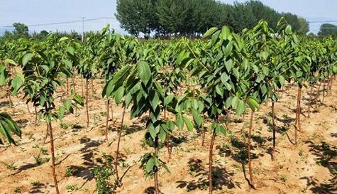 四季果在冬天能否存活？（考虑气温和适应能力的关键因素）