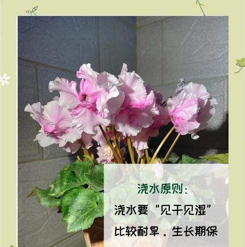 夏天养仙客的方法与技巧（让仙客在夏天舒适生活的秘诀）
