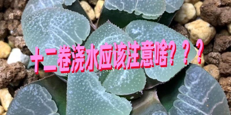多肉十二卷秋季浇水攻略（合理浇水，打造健康多肉）