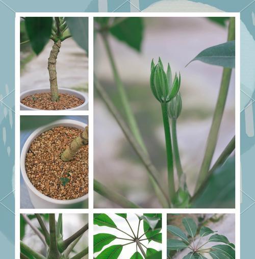 大叶伞花叶子的特点及生长环境解析（探寻大叶伞花叶子的奥秘与美丽）