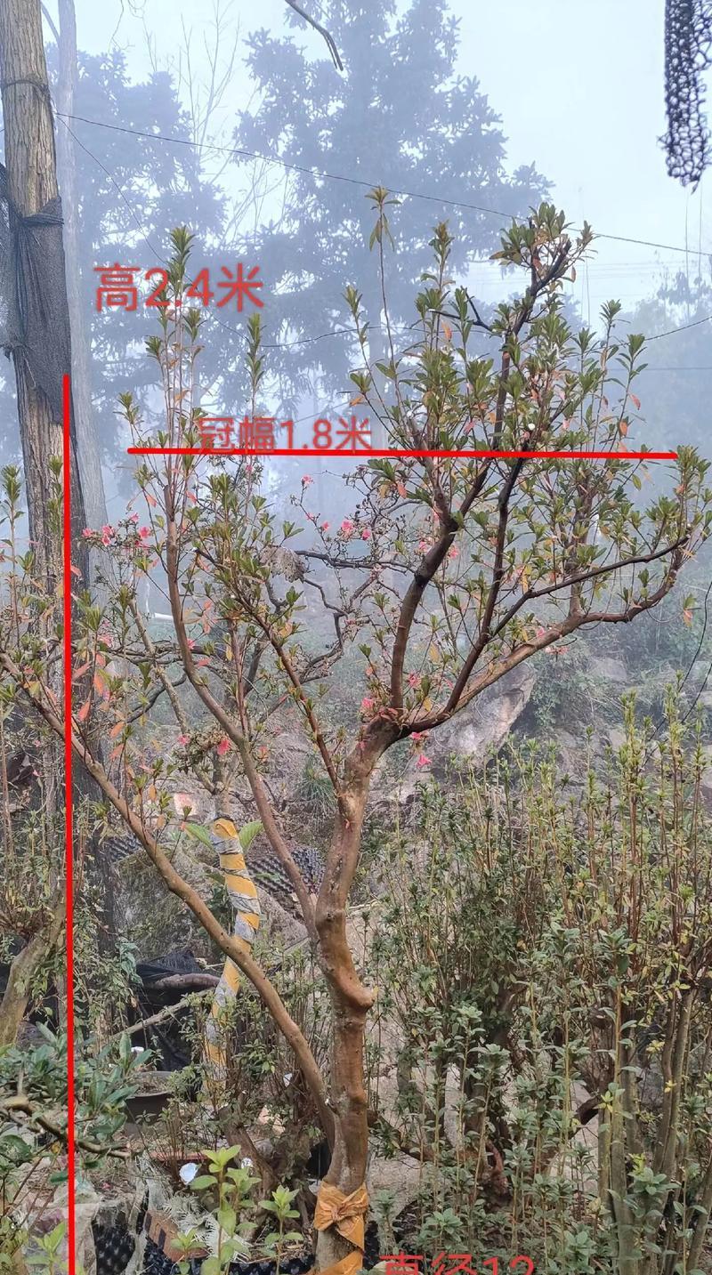 映山红（以绚丽的色彩描绘大自然的壮丽景象）