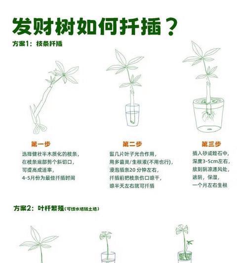 普通树的养护方法（助力树木成长，营造美丽环境，绿化你我他）