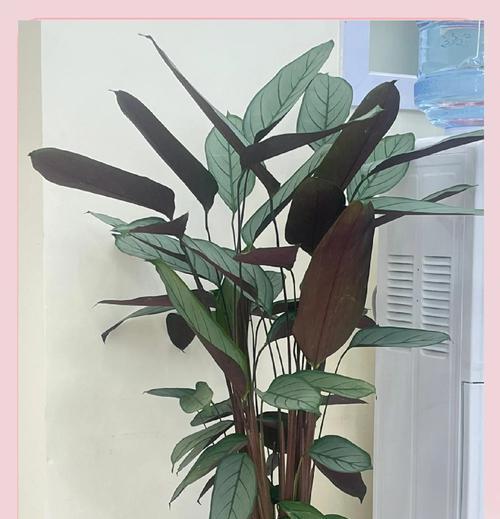 冬天银羽竹芋叶子卷起来的处理方法（保护银羽竹芋健康越冬，解决叶子卷起来的问题）