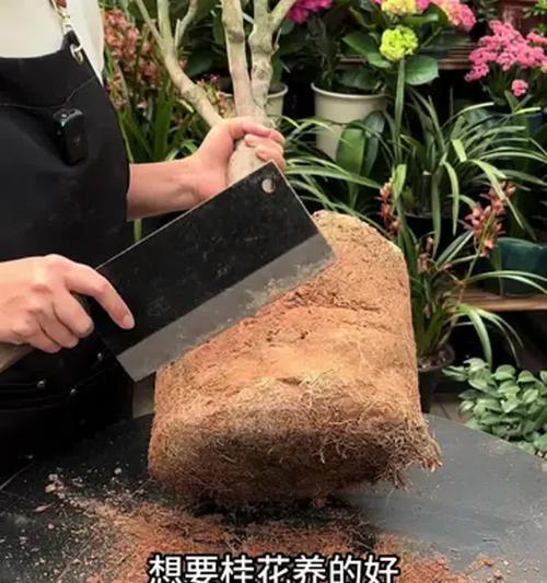 桂花的养植技巧与注意事项（打造芳香四溢的桂花园，快速掌握桂花的种植要点）