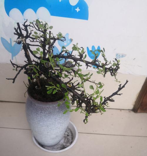奇迹绽放——枯叶居然开花（自然奇观揭示植物生命的神秘密码）