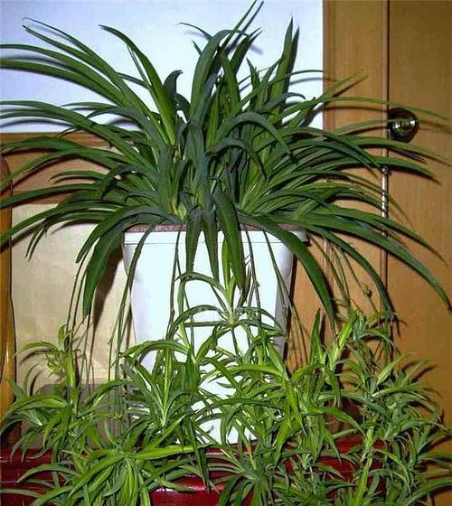 莲花竹的室内种植及养护（让莲花竹优雅点缀你的卧室）