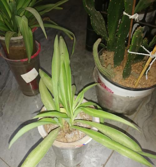 吊兰种植指南（从选种到养护，打造美丽的吊兰家园）