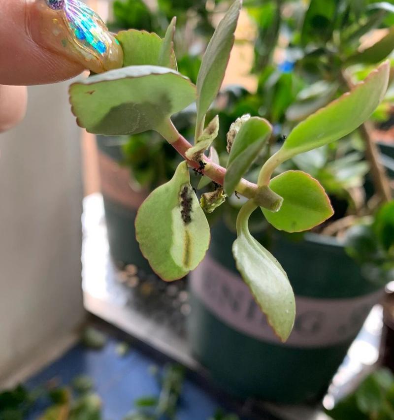 长寿花叶子的斑点之谜（探究长寿花叶子出现斑点的原因与解决方法）
